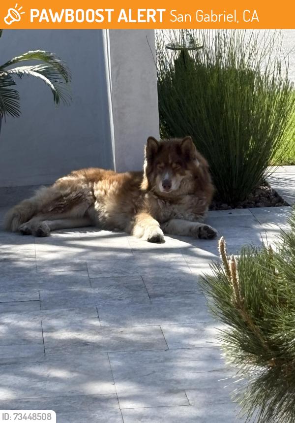 Found/Stray Unknown Dog last seen Hunter Dr & San Gabriel Blvd, San Gabriel, CA 91775