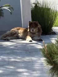 Found/Stray Unknown Dog last seen Hunter Dr & San Gabriel Blvd, San Gabriel, CA 91775