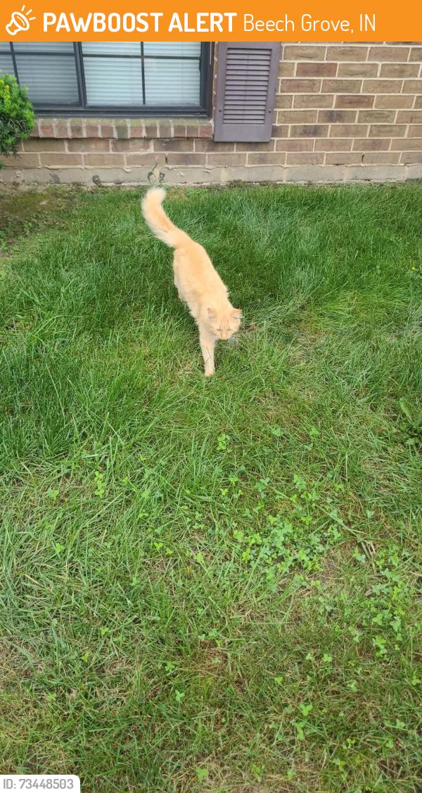 Found/Stray Unknown Cat last seen Near willow bend drive, theyve been hiding in the bushes or laying in the grass., Beech Grove, IN 46107