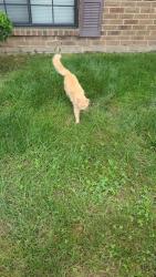 Found/Stray Unknown Cat last seen Near willow bend drive, theyve been hiding in the bushes or laying in the grass., Beech Grove, IN 46107