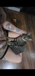Lost Male Cat last seen Near River Bend Road, Cleburne, TX 76033