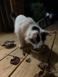 Found/Stray Female Cat last seen Reidville Rd and Millbrook Dr WestSptbg, Spartanburg, SC 29301