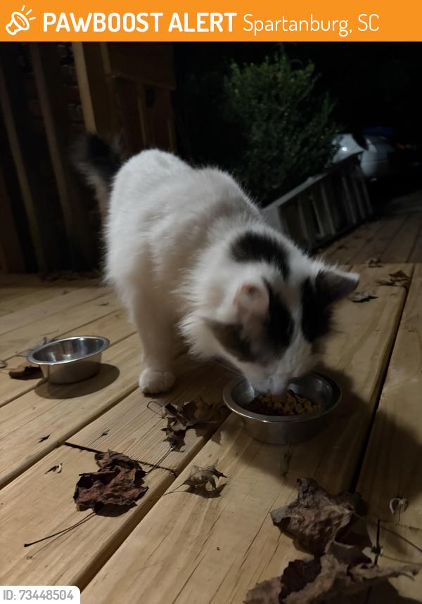 Found/Stray Female Cat last seen Reidville Rd and Millbrook Dr WestSptbg, Spartanburg, SC 29301