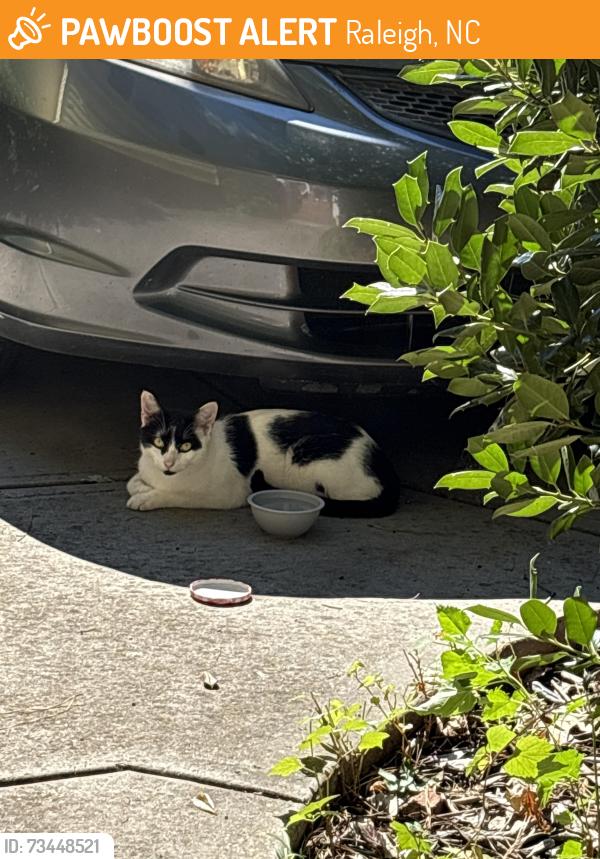 Found/Stray Male Cat last seen Athens Drive High School, Raleigh, NC 27606