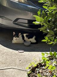 Found/Stray Male Cat last seen Athens Drive High School, Raleigh, NC 27606