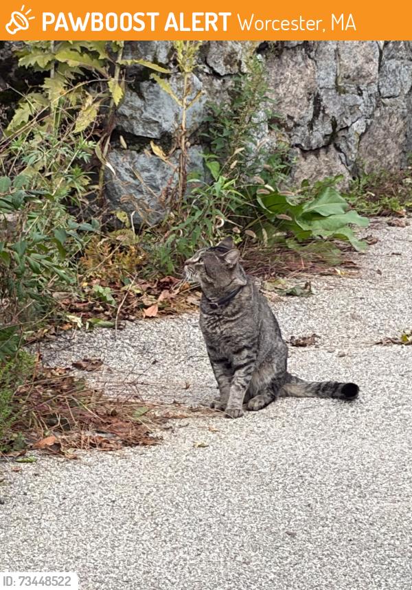 Found/Stray Unknown Cat last seen Catharine Street, Worcester, MA 01605