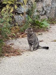 Found/Stray Unknown Cat last seen Catharine Street, Worcester, MA 01605