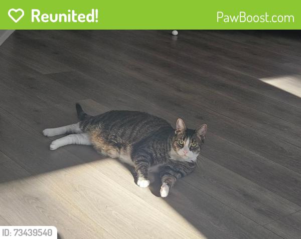 Reunited Male Cat last seen NC-55 and Odyssey near the Bark Park, Durham, NC 27713