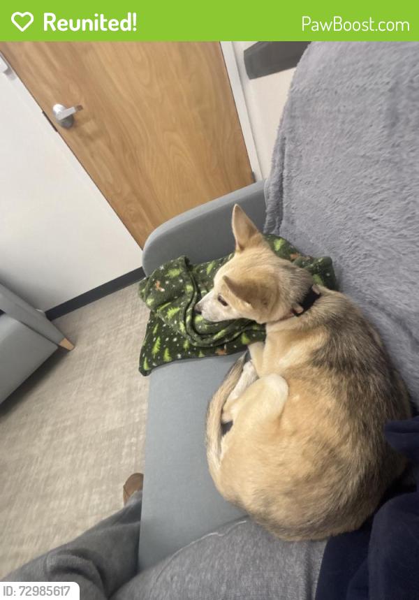 Reunited Female Dog last seen Charles City, VA 23030, USA, Charles City, VA 23030