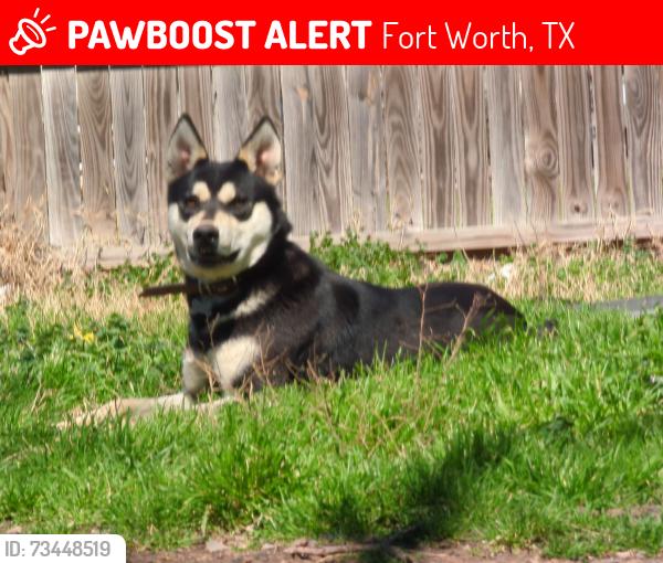 Lost Male Dog last seen Near ennis ave, Fort Worth, TX 76111