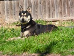 Lost Male Dog last seen Near ennis ave, Fort Worth, TX 76111
