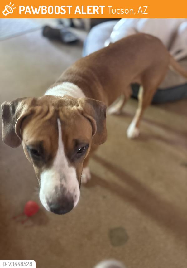 Found/Stray Female Dog last seen Van Buren and 22nd street, Tucson, AZ 85711