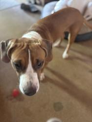 Found/Stray Female Dog last seen Van Buren and 22nd street, Tucson, AZ 85711