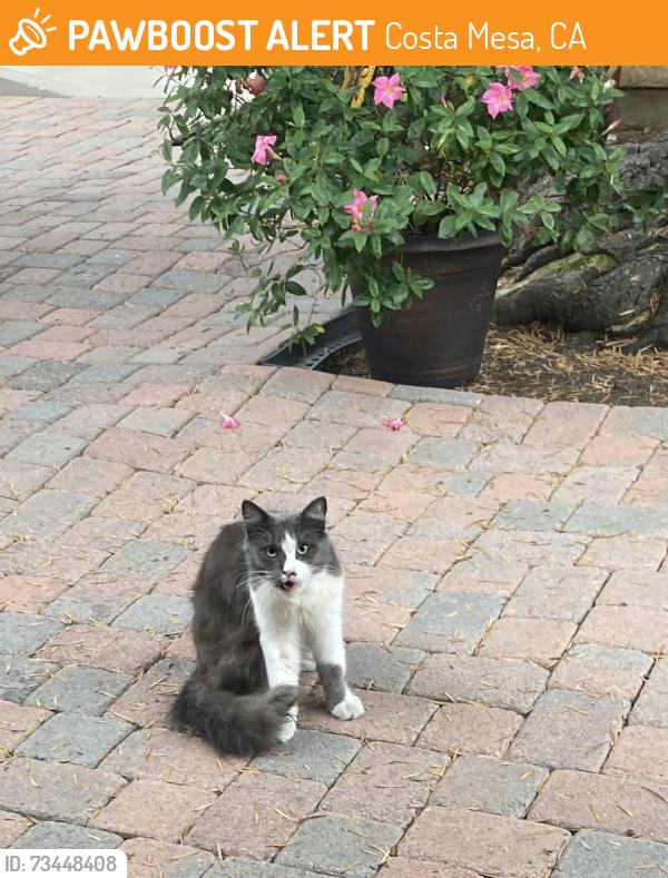Found/Stray Unknown Cat last seen 22nd Street and Orange, Costa Mesa, Costa Mesa, CA 92627