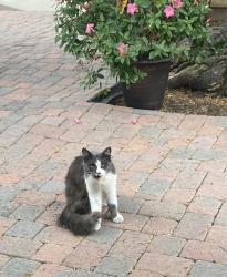 Found/Stray Unknown Cat last seen 22nd Street and Orange, Costa Mesa, Costa Mesa, CA 92627