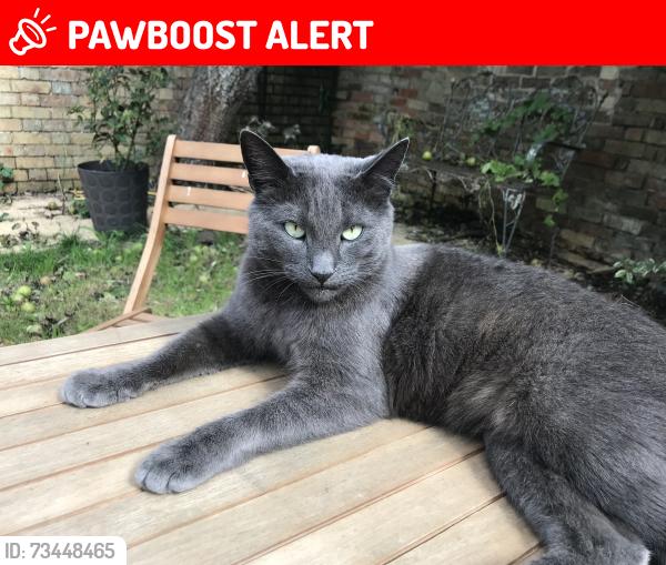 Lost Male Cat last seen Grange farm, Hamerton, England PE28 5QW