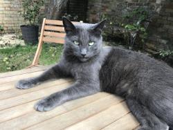 Lost Male Cat last seen Grange farm, Hamerton, England PE28 5QW