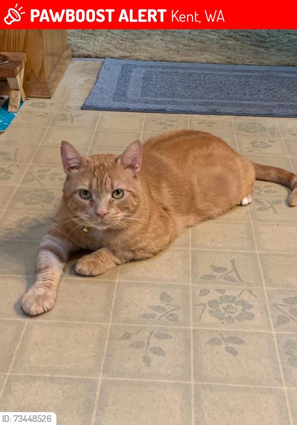 Lost Male Cat last seen SE 212th st, Kent, WA, Kent, WA 98031
