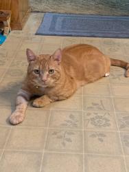 Lost Male Cat last seen SE 212th st, Kent, WA, Kent, WA 98031