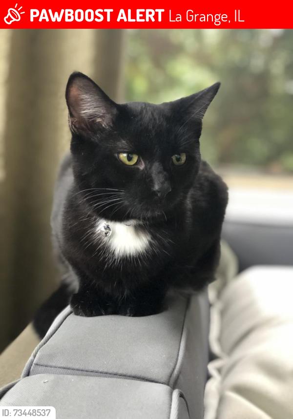 Lost Male Cat last seen 47th ave and Brainard Ave, La Grange, IL 60525, La Grange, IL 60525
