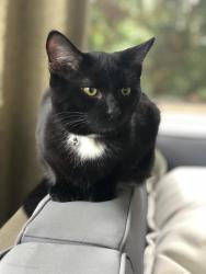 Lost Male Cat last seen 47th ave and Brainard Ave, La Grange, IL 60525, La Grange, IL 60525