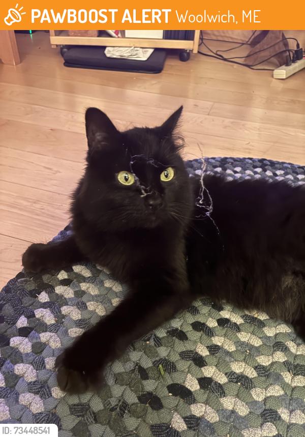 Found/Stray Female Cat last seen Woolwich Townhall, Woolwich, ME 04579
