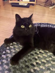 Found/Stray Female Cat last seen Woolwich Townhall, Woolwich, ME 04579