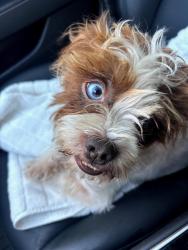 Lost Male Dog last seen Trenton and Cynthia Street., McAllen, TX 78504
