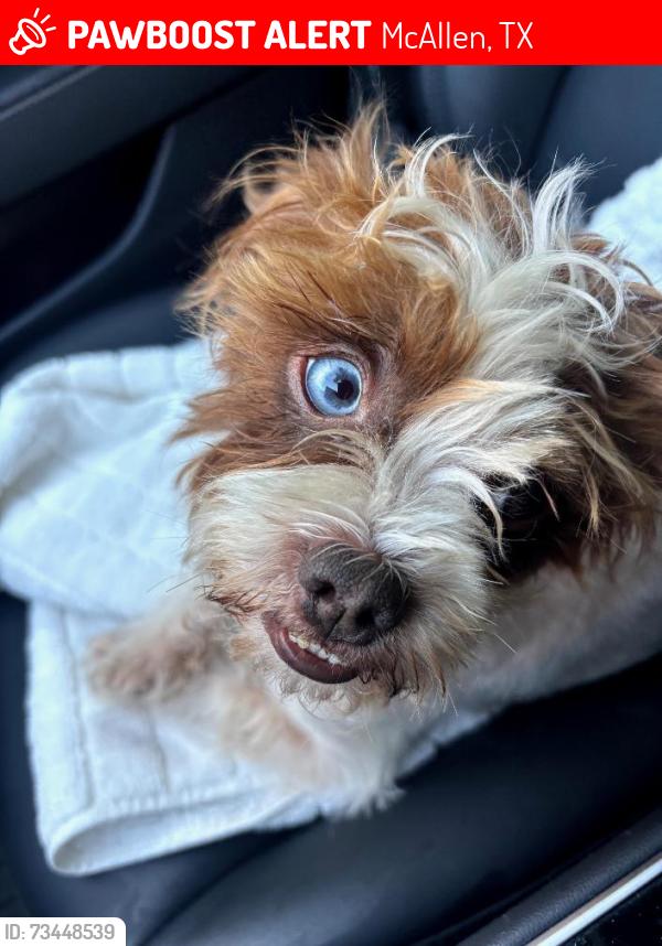 Lost Male Dog last seen Trenton and Cynthia Street., McAllen, TX 78504