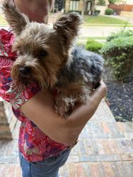 Found/Stray Male Dog last seen Glen Oaks Drive near Stonebridge Drive, McKinney, TX 75072