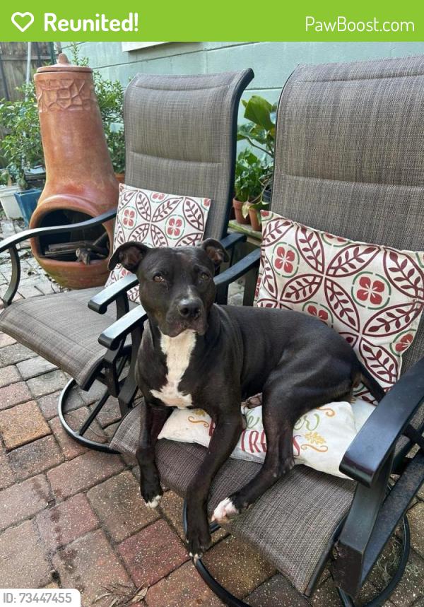 Reunited Female Dog last seen Near 22nd Avenue North, St. Petersburg, FL, USA NEAR 49TH STREET, St. Petersburg, FL 33710