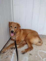 Found/Stray Male Dog last seen Boyd and Abbey Dr, Norman, OK 73071