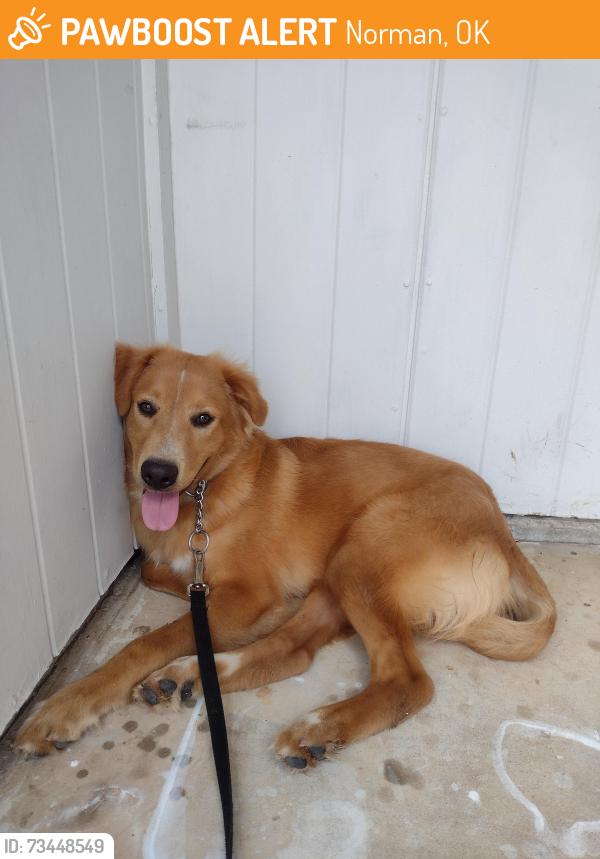 Found/Stray Male Dog last seen Boyd and Abbey Dr, Norman, OK 73071
