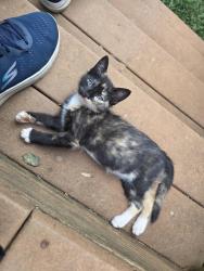 Reunited Unknown Cat last seen Gibbs Shoals, E. Suber, Granite Woods backs to Chartwell, Greer, SC 29650