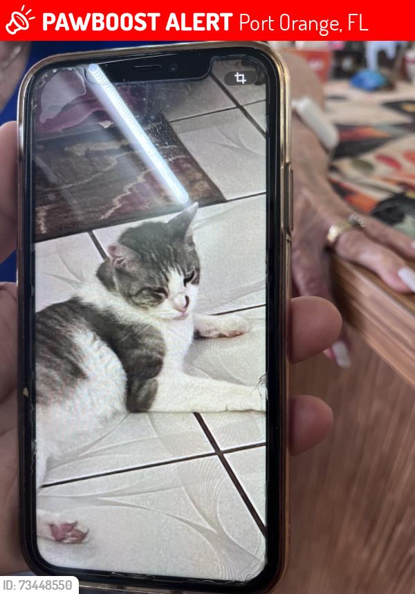 Lost Male Cat last seen Farmbrook, Port Orange, FL 32127