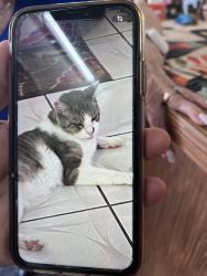 Lost Male Cat last seen Farmbrook, Port Orange, FL 32127