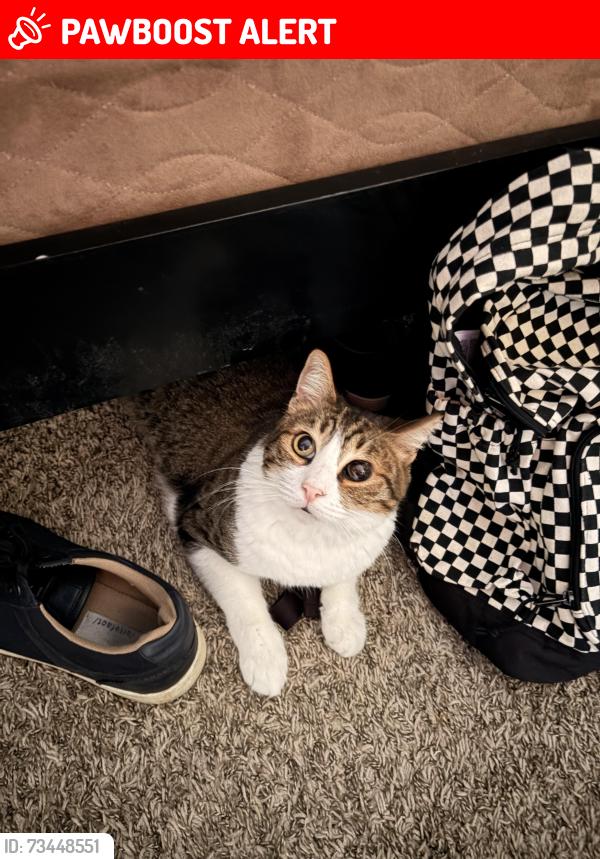 Lost Male Cat last seen Edwards and slater, Huntington Beach, CA 92647