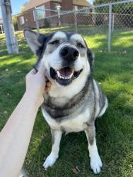 Lost Female Dog last seen Near South and HWY 89, Bountiful, UT 84010