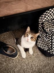 Lost Male Cat last seen Edwards and slater, Huntington Beach, CA 92647