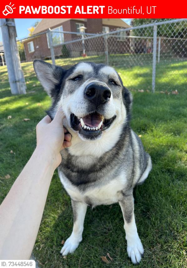 Lost Female Dog last seen Near South and HWY 89, Bountiful, UT 84010