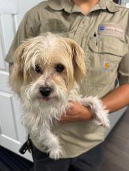 Reunited Male Dog last seen On Hillside Drive, in between Citrus and Inspiration Point, West Covina, CA 91791