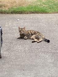 Found/Stray Unknown Cat last seen Kimball, Portland, OR 97203