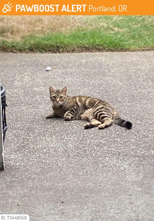 Found/Stray Unknown Cat last seen Kimball, Portland, OR 97203