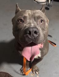 Found/Stray Male Dog last seen Whisperwood trail, DeKalb County, GA 30088