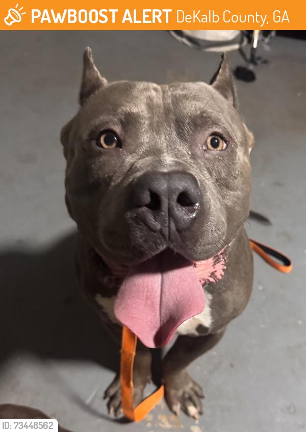 Found/Stray Male Dog last seen Whisperwood trail, DeKalb County, GA 30088