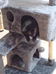 Reunited Male Cat last seen Audobon Park on Doyle Road, Deltona, FL 32725