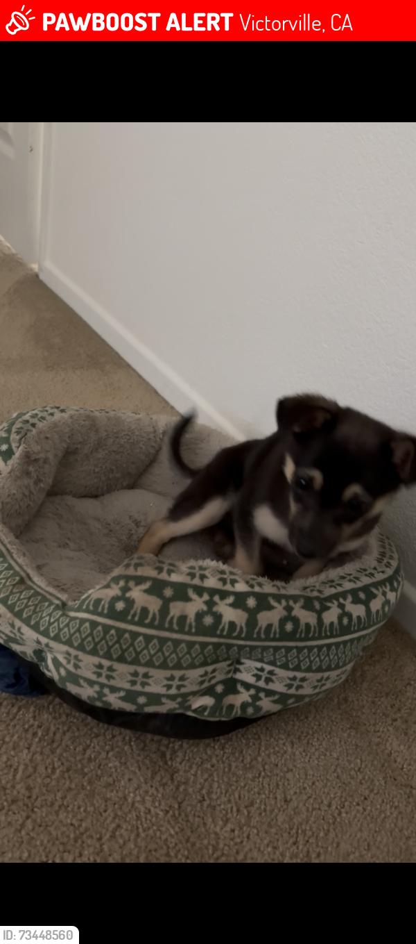 Lost Male Dog last seen Dos Palmos Rd and Luna, Victorville, CA 92392