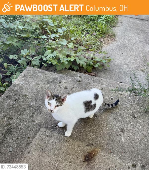 Found/Stray Unknown Cat last seen Oakland Park and Atwood Terrace, Columbus, OH 43224