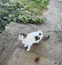 Found/Stray Unknown Cat last seen Oakland Park and Atwood Terrace, Columbus, OH 43224
