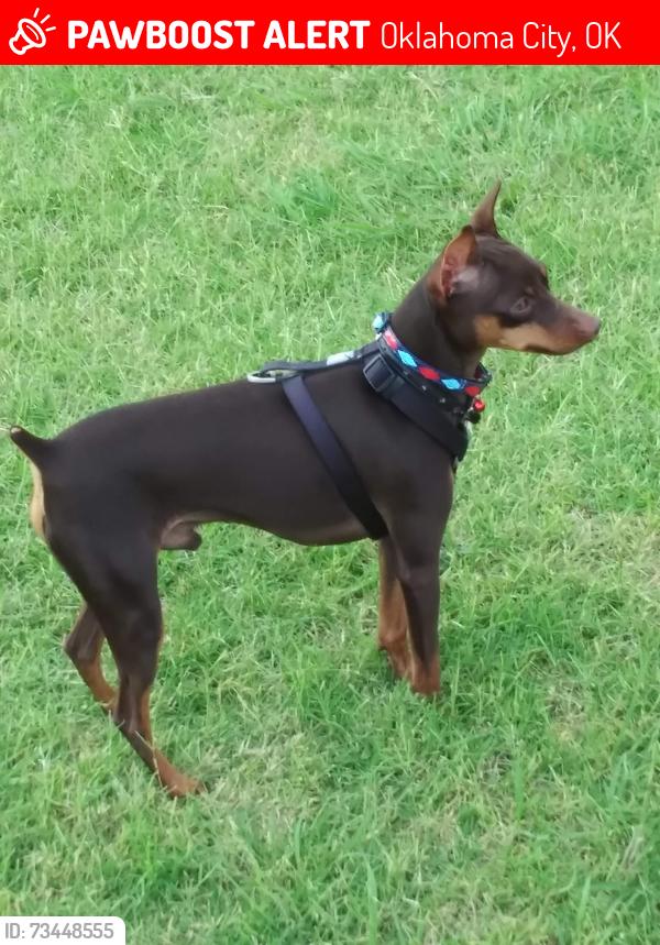 Lost Male Dog last seen Heffner and 115 St., Oklahoma City, OK 73120